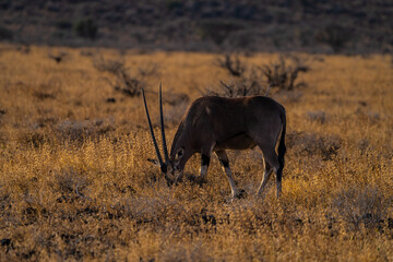Sword antelope