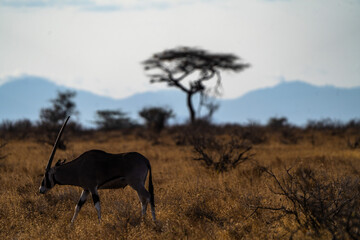 Sword antelope