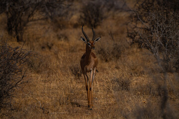Beautiful Antelope