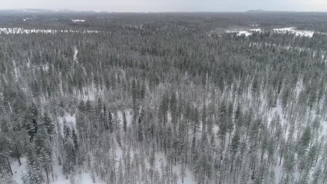 Aerial view of taiga landscape from a drone rising over snow covered boreal forest in northern Finland