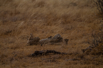 Happy Cheetah