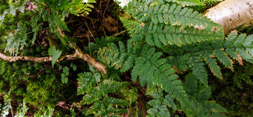 Closeup of ferns growing on the forest floor in Nidderdale. North Yorkshire