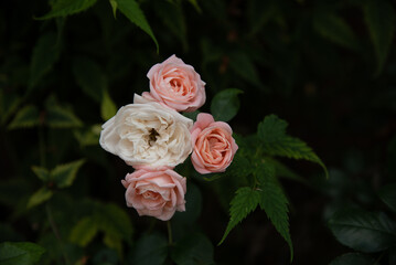 bug on the rose in the garden