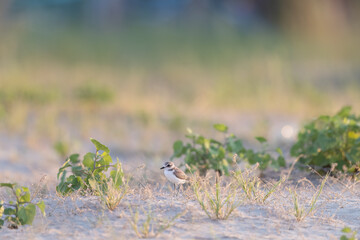 Bird on the beach, young kentish plover.