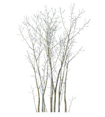 Obraz premium Isolated tree branches winter snow cover on transparent backgrounds 3d rendering png