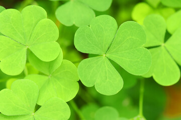 Green three-leaved shamrocks (Oxalis acetosella). Wood sorrel background.