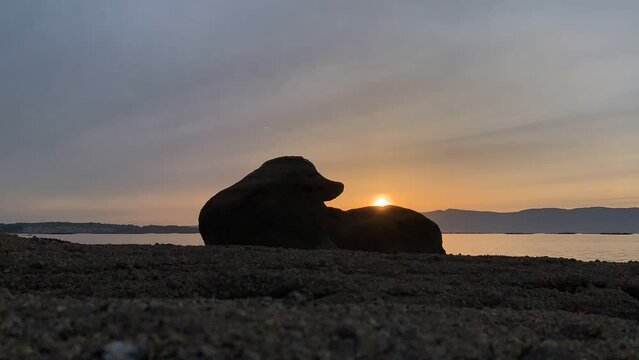 Roca foca