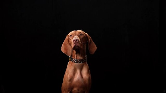 dog on a black background. The Hungarian vizsla in the studio. pet in a beautiful collar