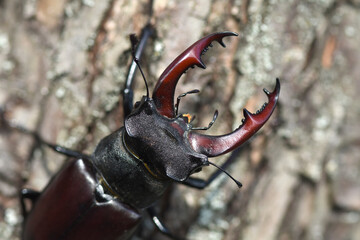Male of stag beetle (Lucanus cervus) with horns.