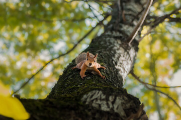 Red Squirrel climbing up in a tree... - 635899537