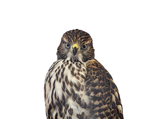 accipiter gentilis isolated on white background