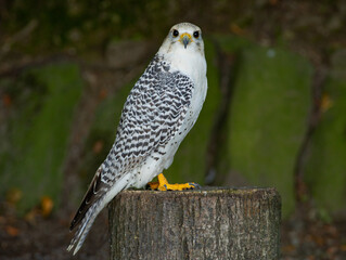 falco rusticolus sitting on a tree stump against the backdrop of a forest