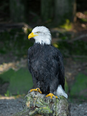 American eagle sitting on a tree stump in the background of the forest