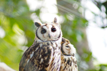 Striped owl perched, over green background