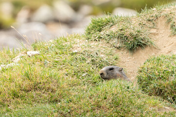 Murmeltier in den Schweizer Alpen