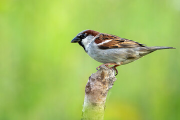 Haussperling im Volksmund auch Spatz