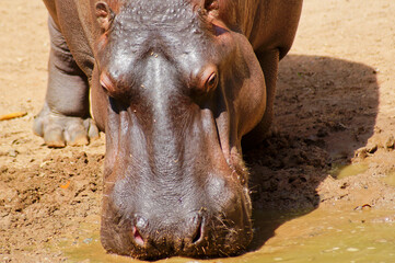 Large brown hippopotamus , in an environment with earthy soil