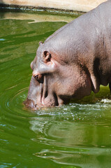 large brown hippopotamus, in a sunny environment with water