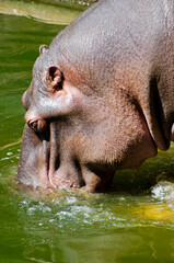large brown hippopotamus, in a sunny environment with water