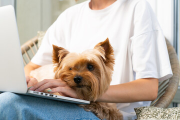 Female Entrepreneur with Yorkshire Terrier Using Laptop in Home Office.