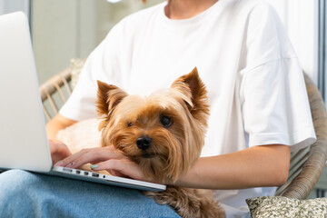 Mature Brunette Woman Typing on Laptop with Yorkshire Terrier. close-up.