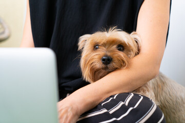 Female Businesswoman Using Laptop While Cuddling Yorkshire Terrier Dog. Close-up