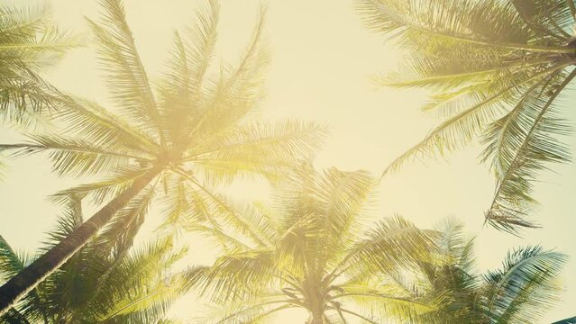 Sunlight trees against bottom view sky background. Low angle view coconut trees beach summer island.