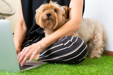 Focused Adult Woman Business Professional Typing on Laptop with Yorkshire Terrier. close-up