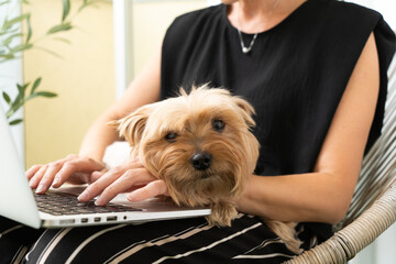 Adult Female CEO Working on Laptop with Yorkshire Terrier at Her Home. close-up