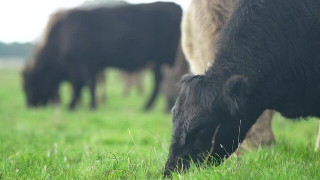 cow in a green field grazing on pasture in america