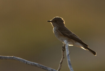 Backlit portrait of Spotted Flycatcher perched on a twig, Bahrain