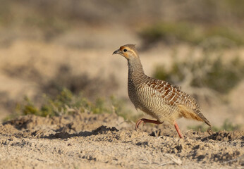 Closeup of a Grey francolin running at Hamala, Bahrain