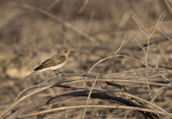Spotted Flycatcher perched on dry twig, Bahrain