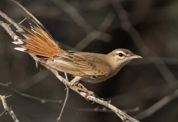Rufous-tailed Scrub Robin perched on a wooden log and fanning its tail at Hamala, Bahrain