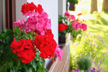 Richly blooming geranium flowers on the windows