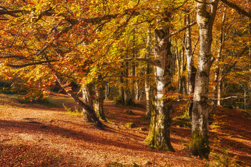 Autumn Serenity: Majestic Beech Forest Amidst Mountainous Terrain