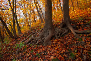 morning autumn park in October time with huge tree roots and vibrant orange colors
