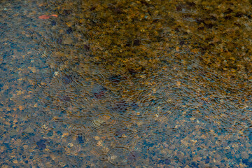 rainy water surface with drops and autumn colors of September season time fall background concept