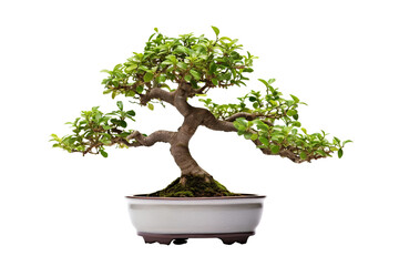 bonsai plant, isolated on white background, shot on the professional macro lens PNG