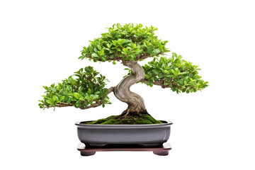bonsai plant, isolated on white background, shot on the professional macro lens PNG