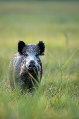 Wild boar in a clearing
