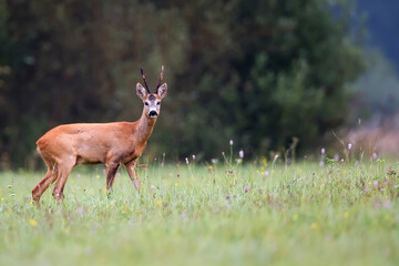 Buck deer in a clearing
