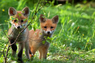Naklejka na ściany i meble Young foxes in the wild 