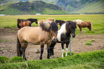 Naklejka na ściany i meble herd of horses in iceland