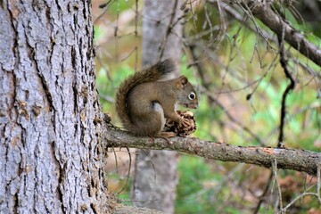 squirrel eating pine in the wildforest isolated