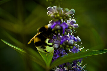bee on a flower