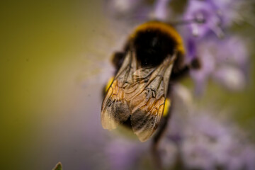 bee on a flower