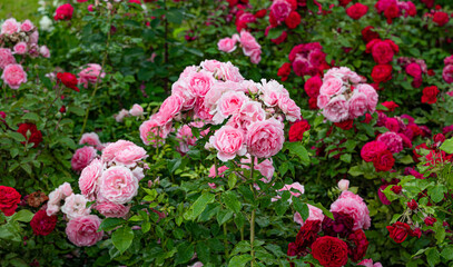 Lots of pink and red roses in the garden