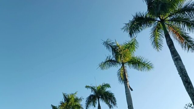 Tall palm trees in motion against a blue sky. Beautiful video for background or intro