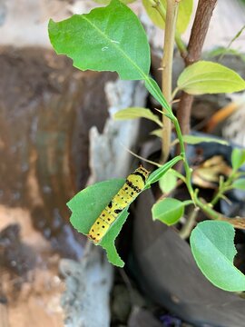Lemon butterfly caterpillar(Papilio demoleus) hd image 